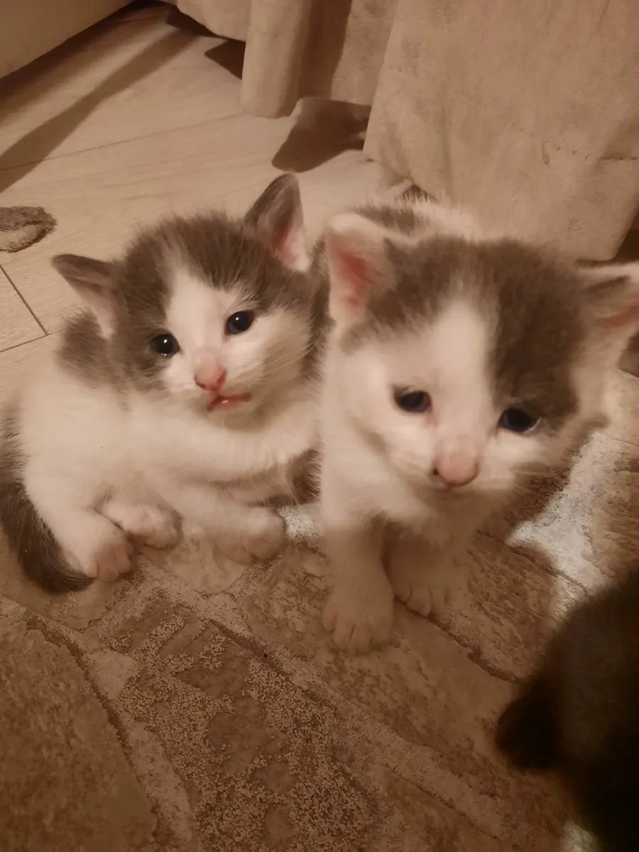 Kittens - Image 2