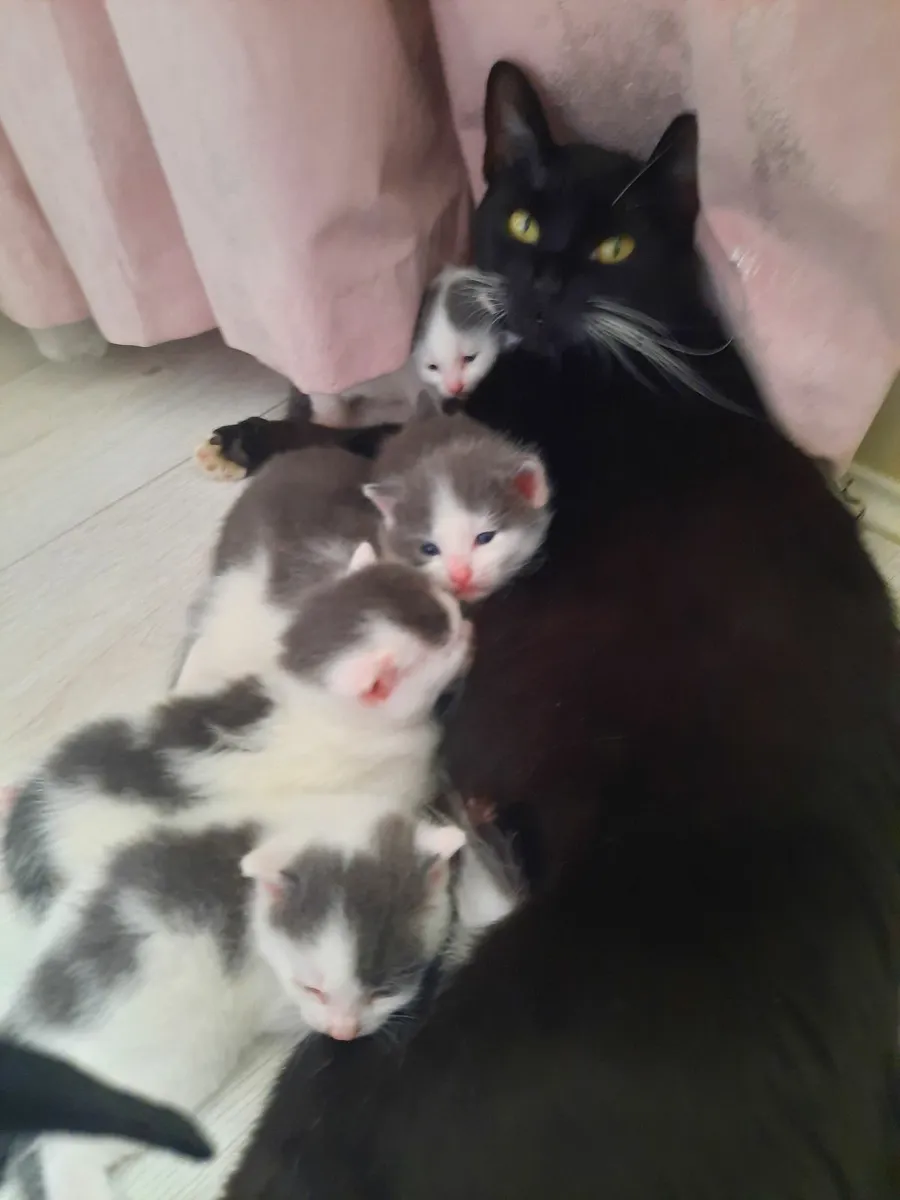 Kittens - Image 3