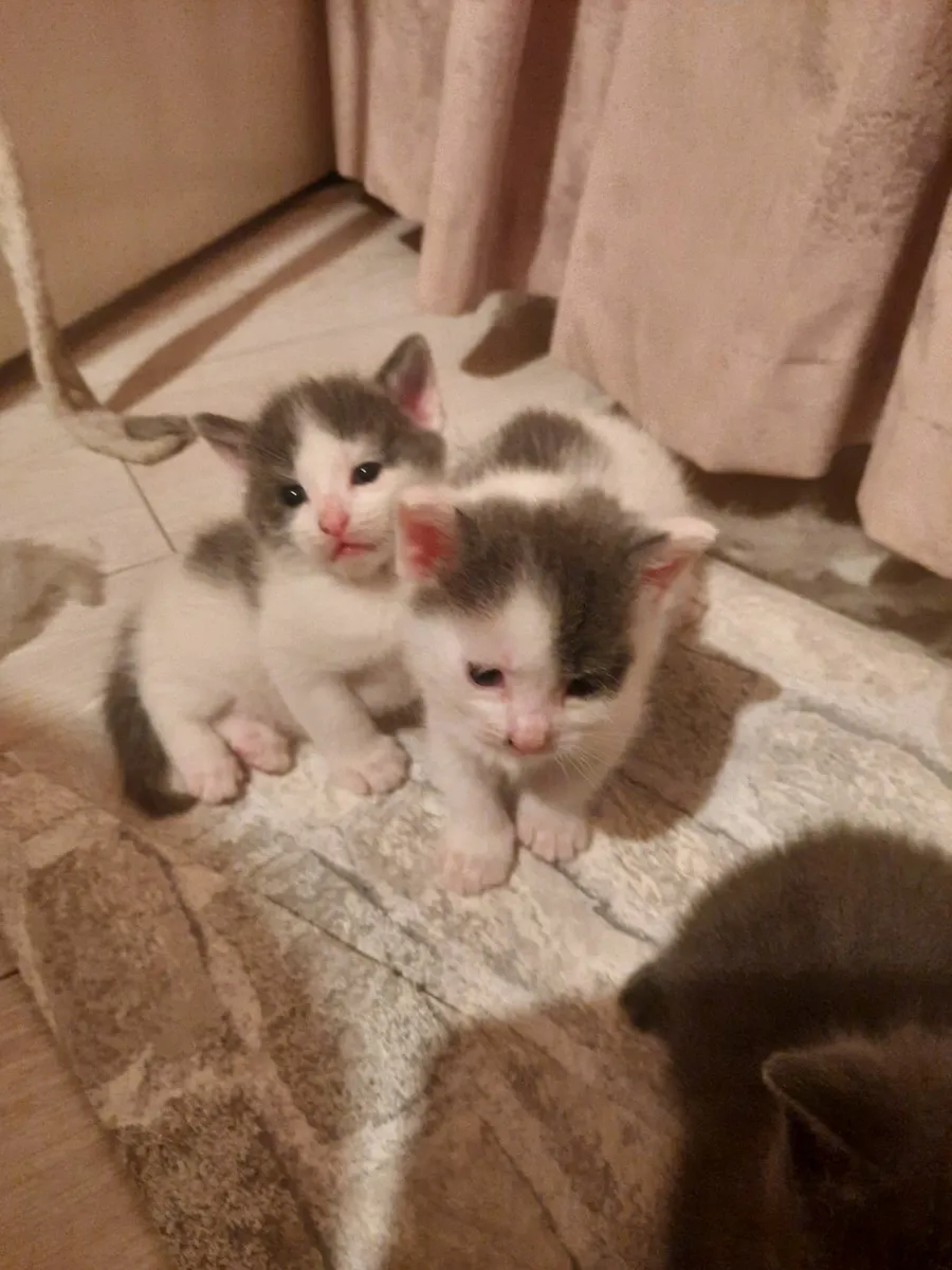 Kittens - Image 4