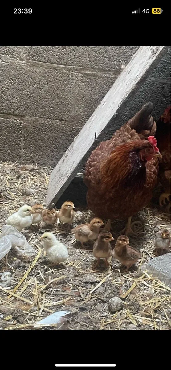 2 Hen with 6 chicks each - Image 1