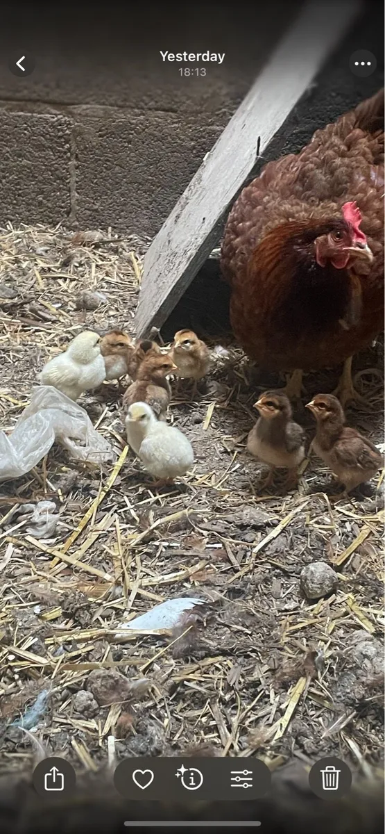 2 Hen with 6 chicks each - Image 2