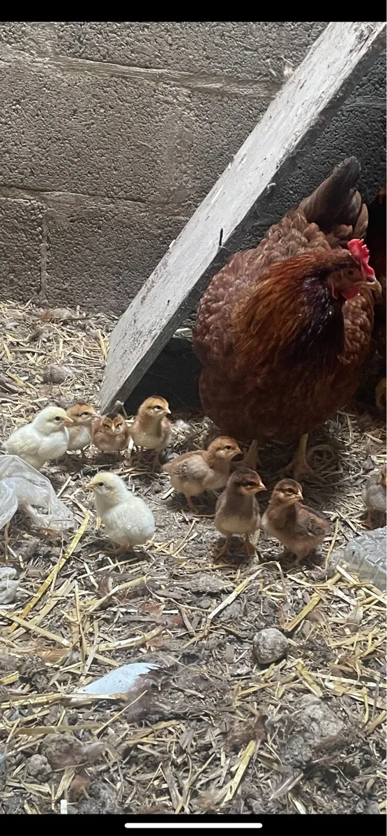 2 Hen with 6 chicks each - Image 3