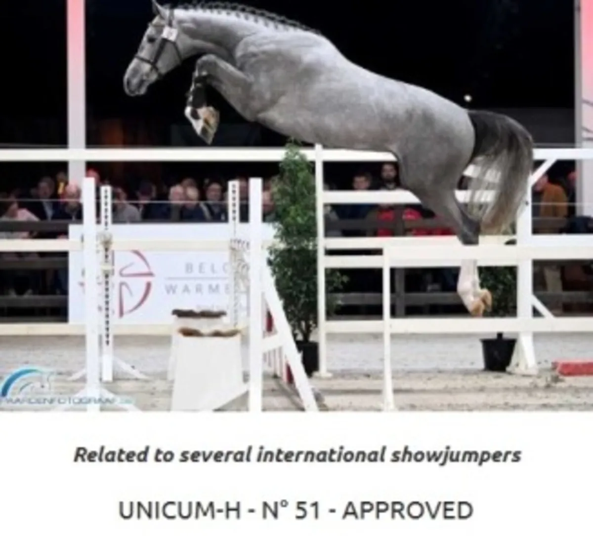 Cardento x Cruising mare in foal - Image 2