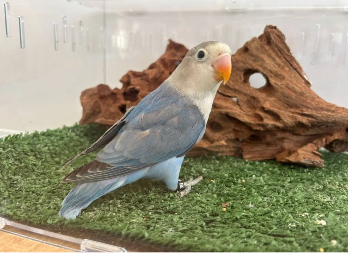 LoveBird