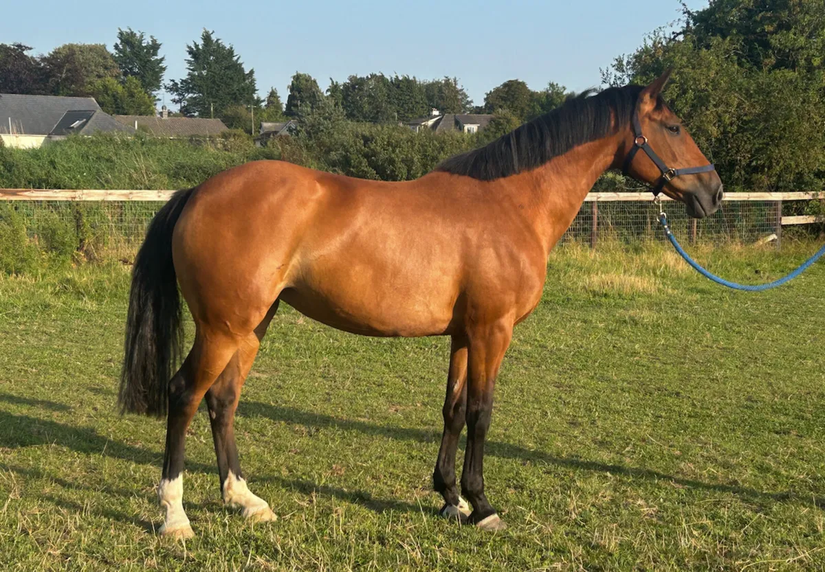 Cardento x Cruising mare in foal - Image 3