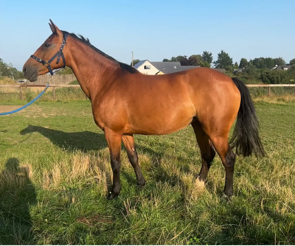Cardento x Cruising mare in foal - Image 4