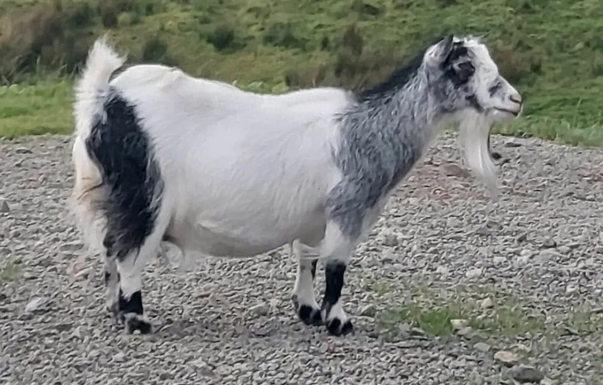 Pygmy Goat - Image 2
