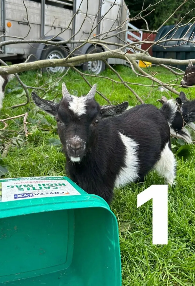 Pygmy Goat - Image 3