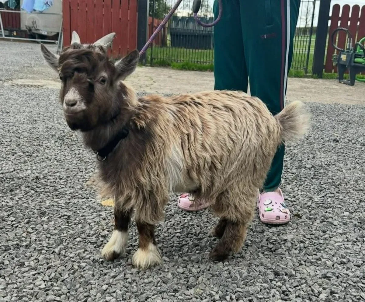 Pygmy Goat - Image 4