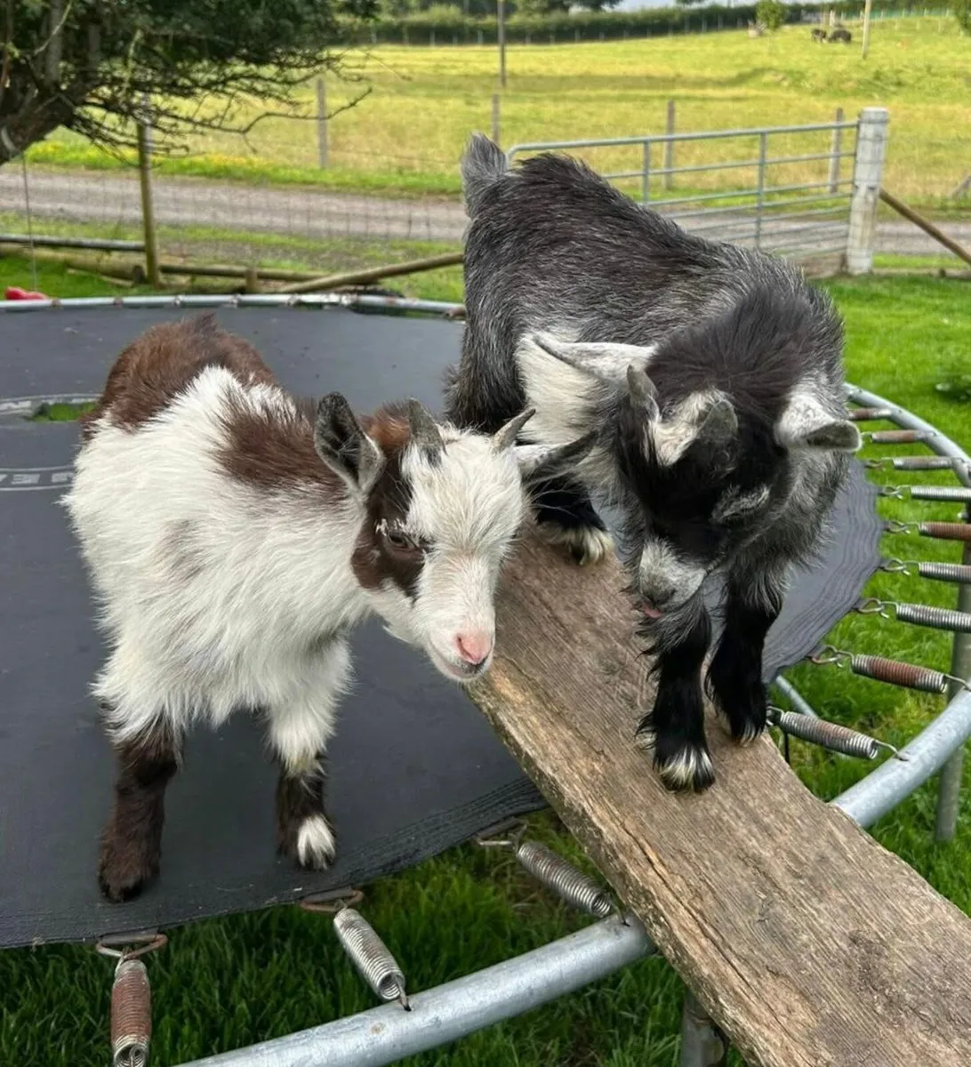 Pygmy Goat - Image 1
