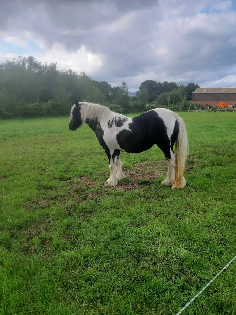 Beautiful Pony