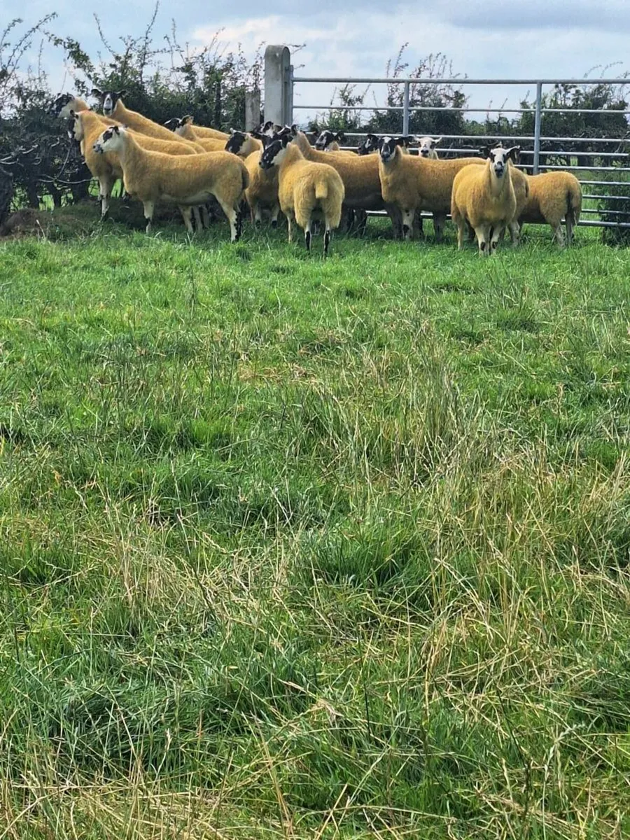 Mule hoggets - Image 1