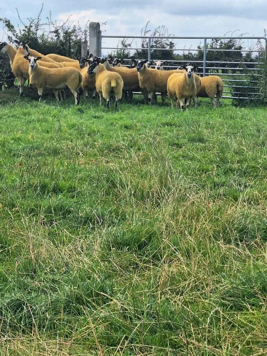 Mule hoggets - Image 2