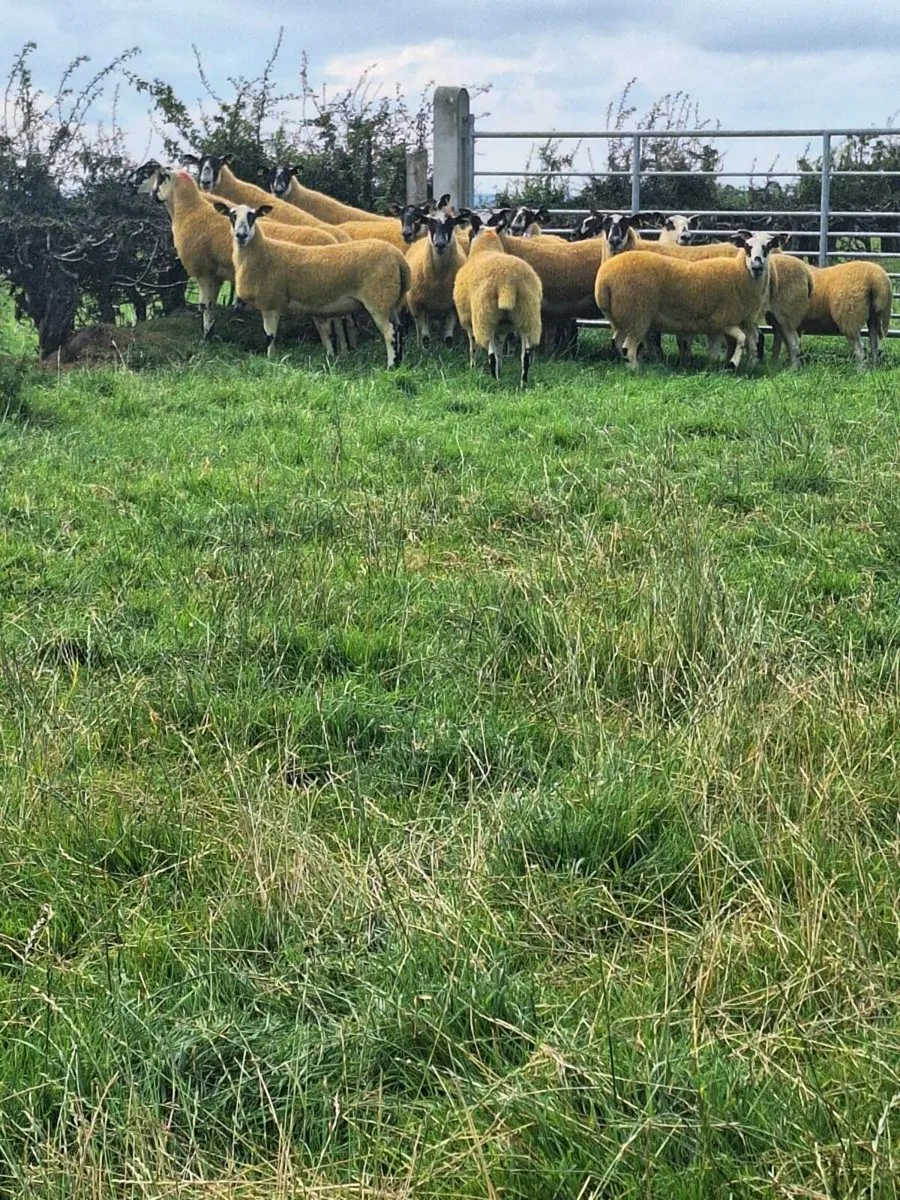 Mule hoggets - Image 3