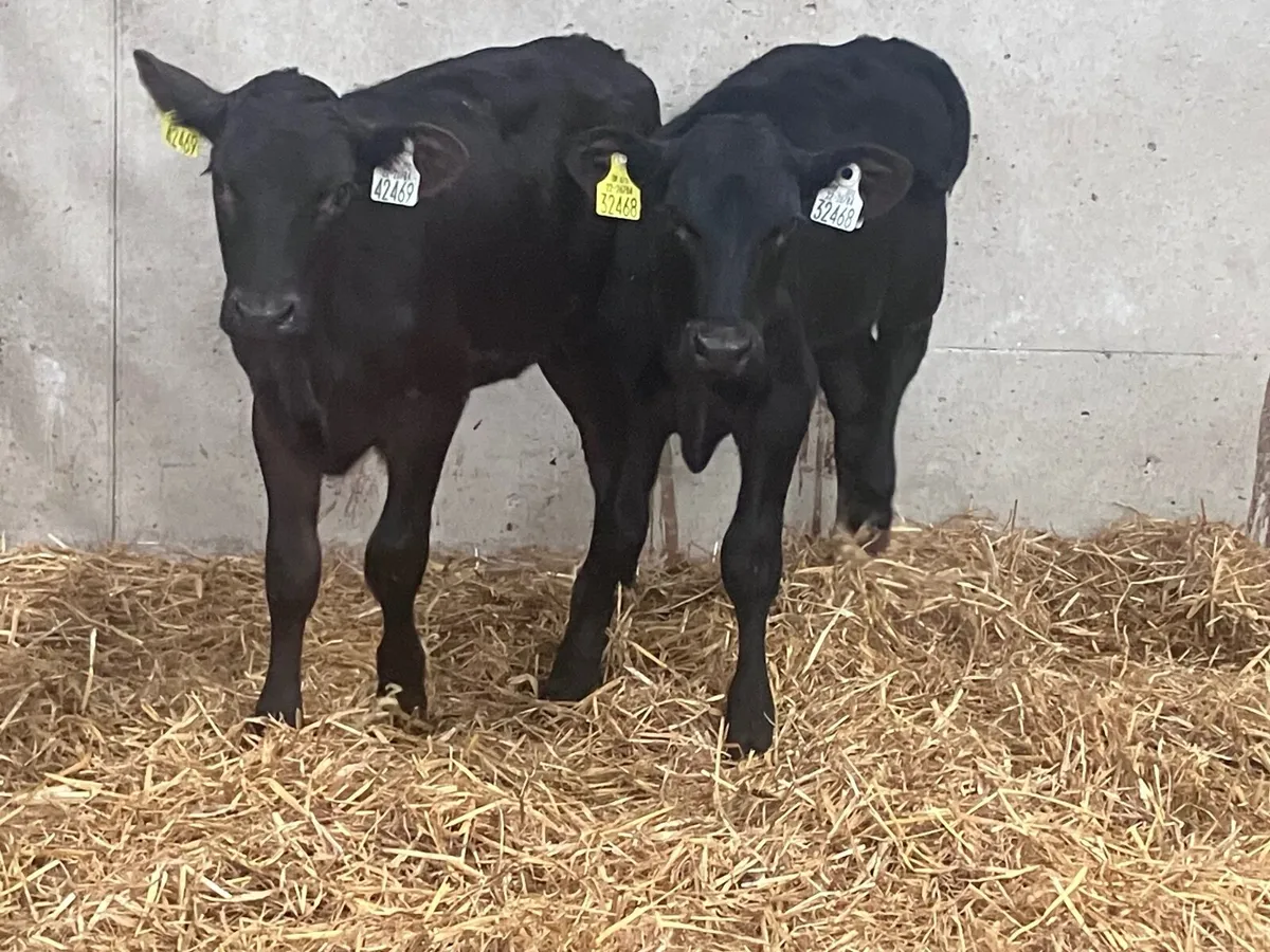 2 strong Angus heifer calves for sale - Image 2