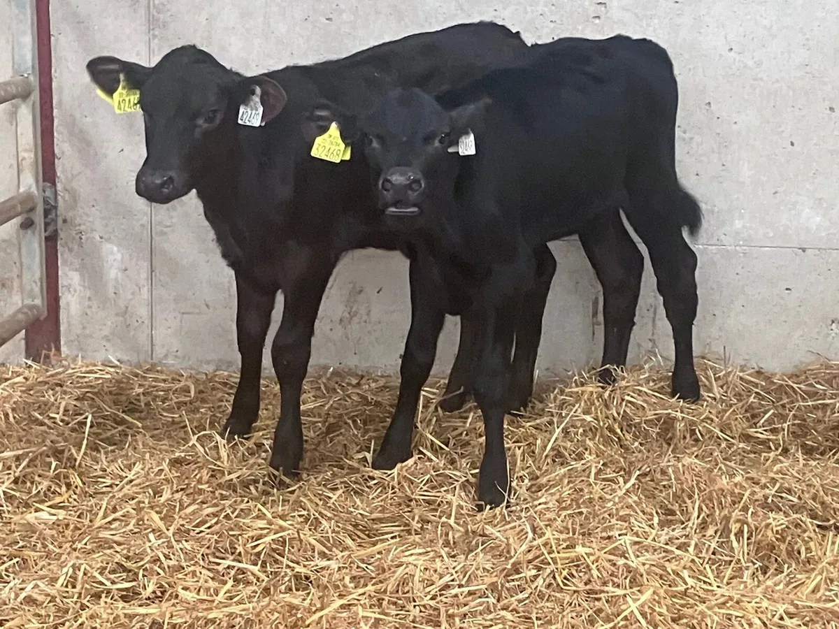 2 strong Angus heifer calves for sale - Image 4
