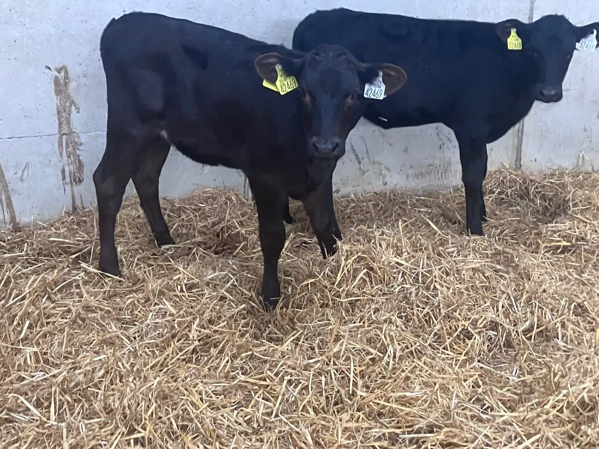 2 strong Angus heifer calves for sale - Image 1