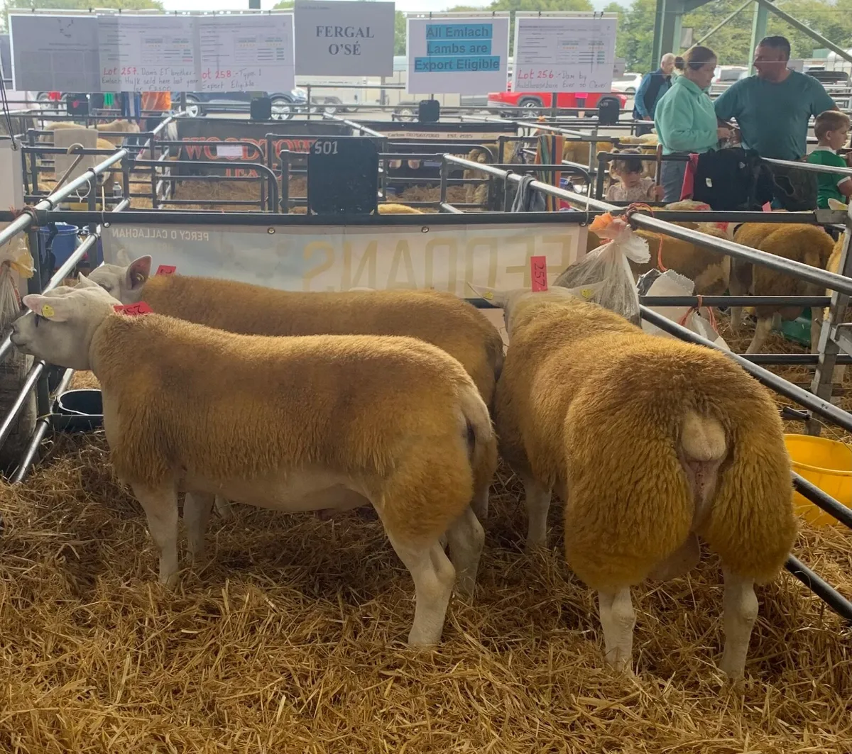 SIS PBR TEXEL RAM & PBR EWE LAMBS - Image 1