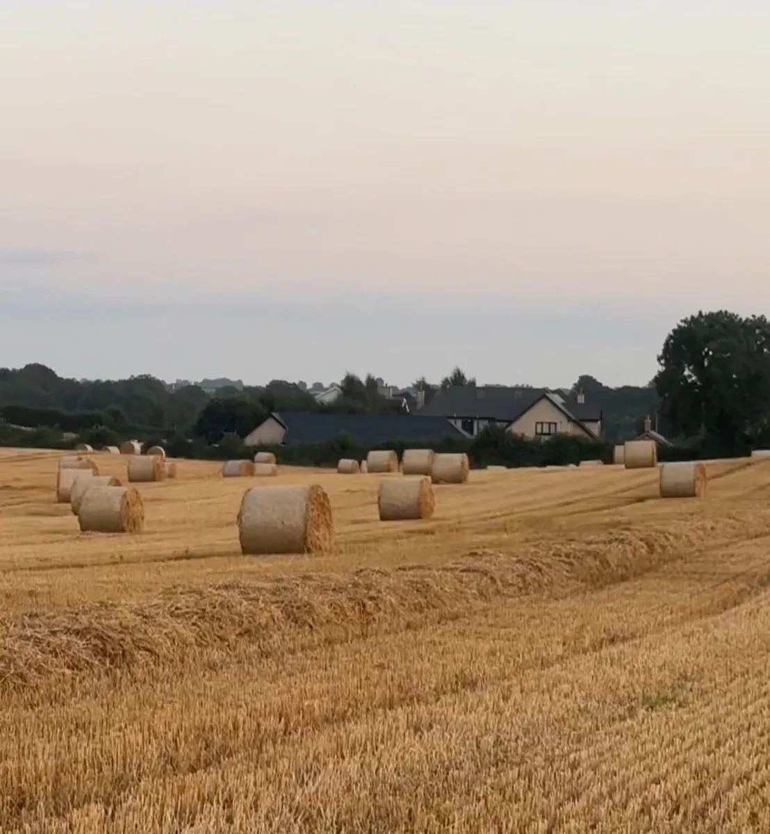 WHEAT STRAW