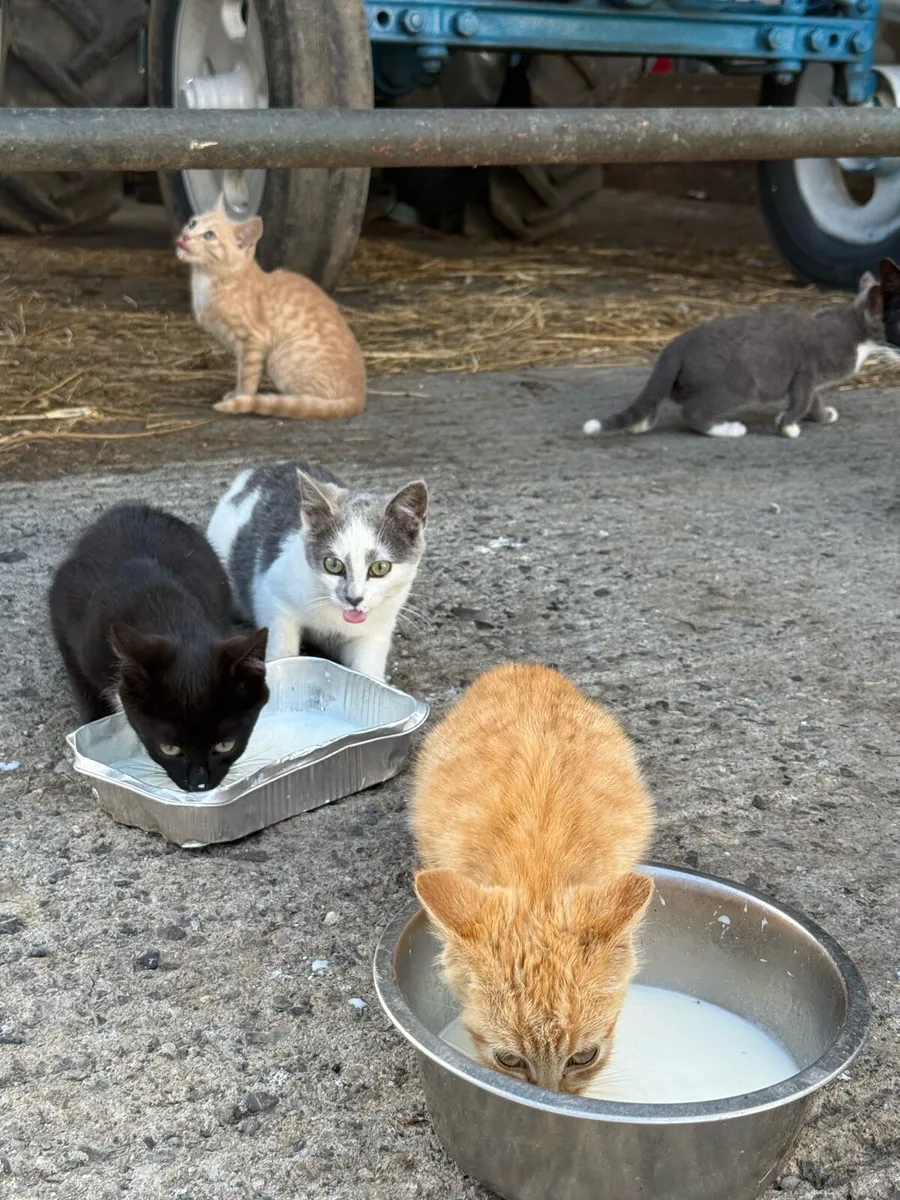 Kittens - Image 2