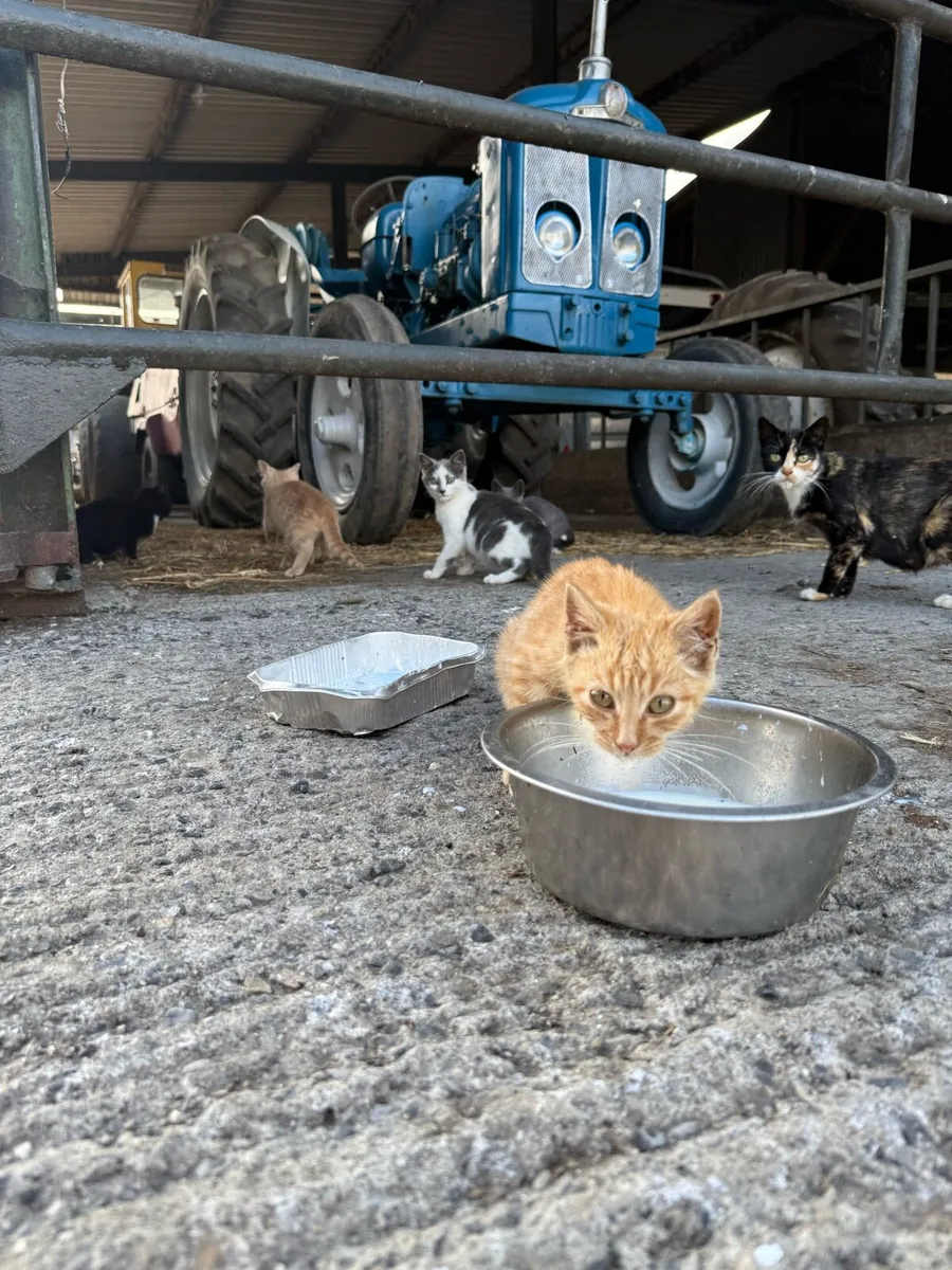 Kittens - Image 1