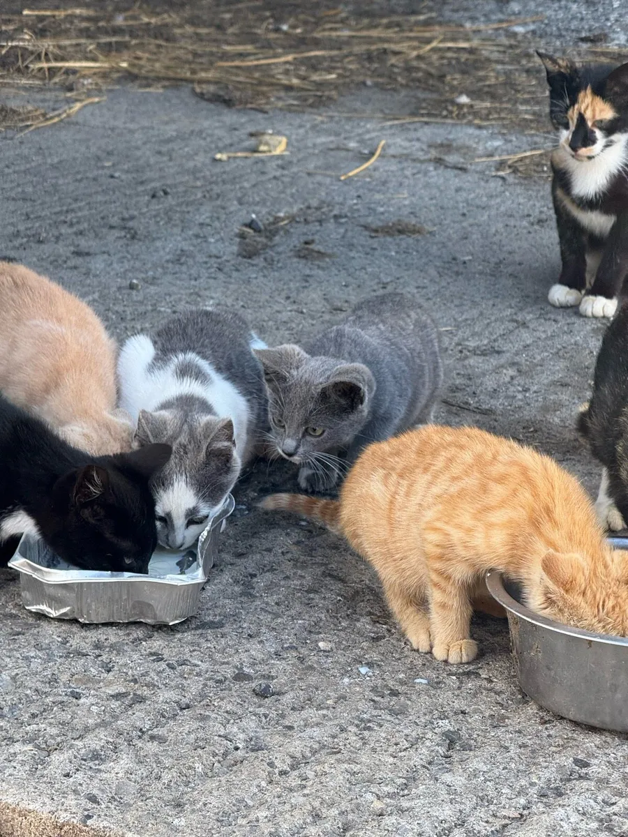 Kittens - Image 3