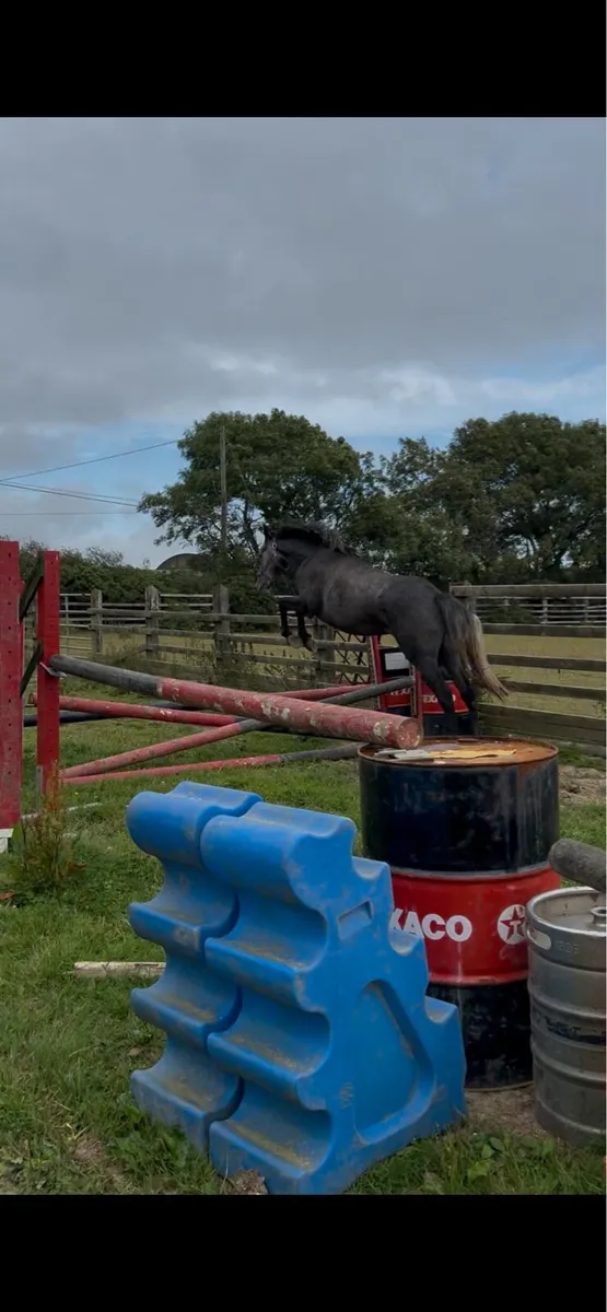 Top jumping prospect - Image 2