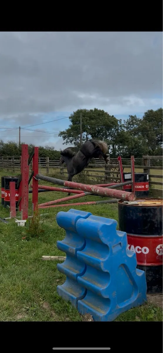 Top jumping prospect - Image 3