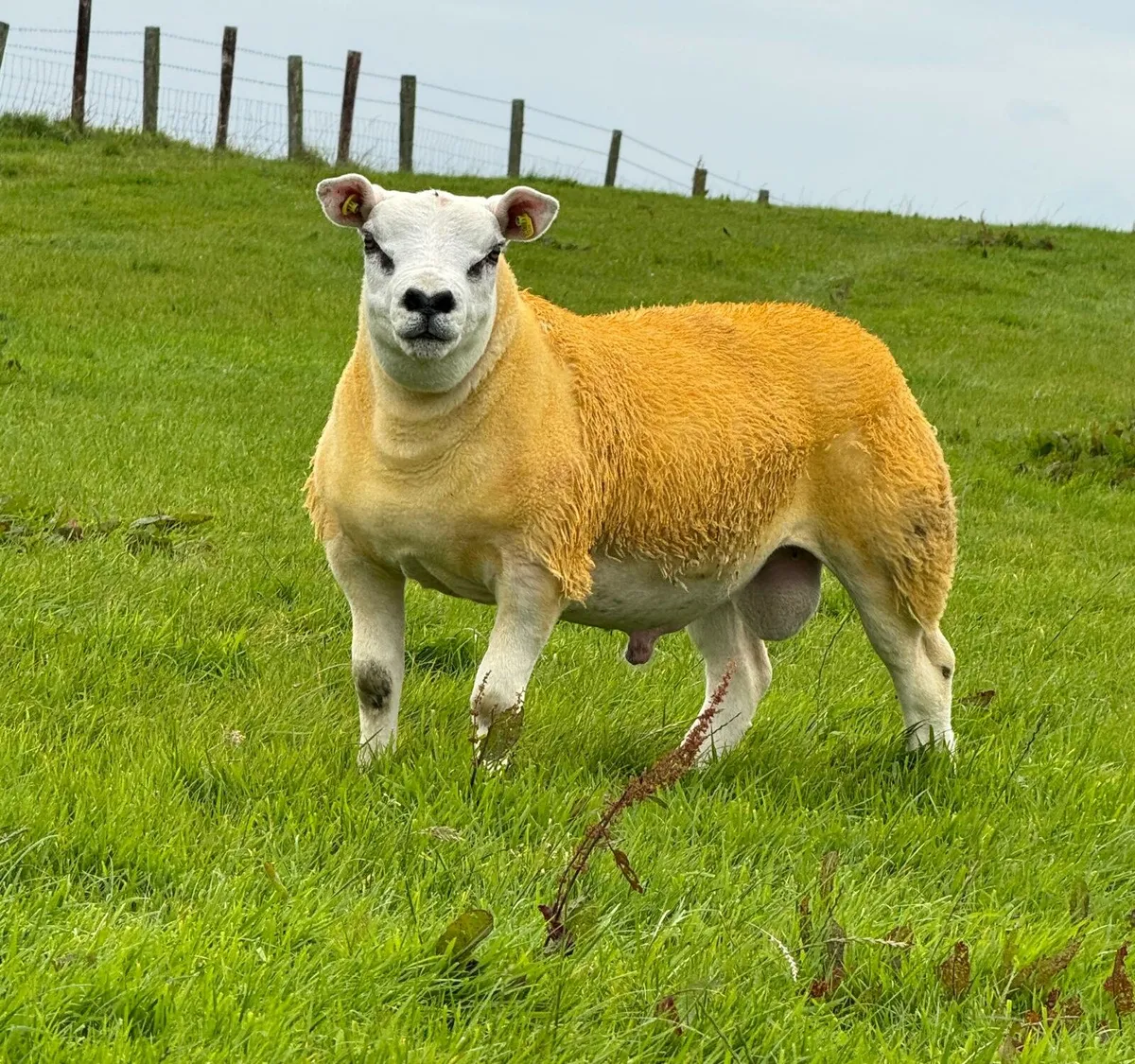 Pedigree Texel ram lambs - Image 2