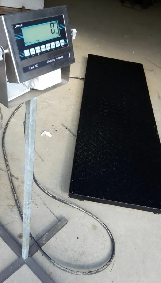 Cattle Weighing scale, custum made - Image 2