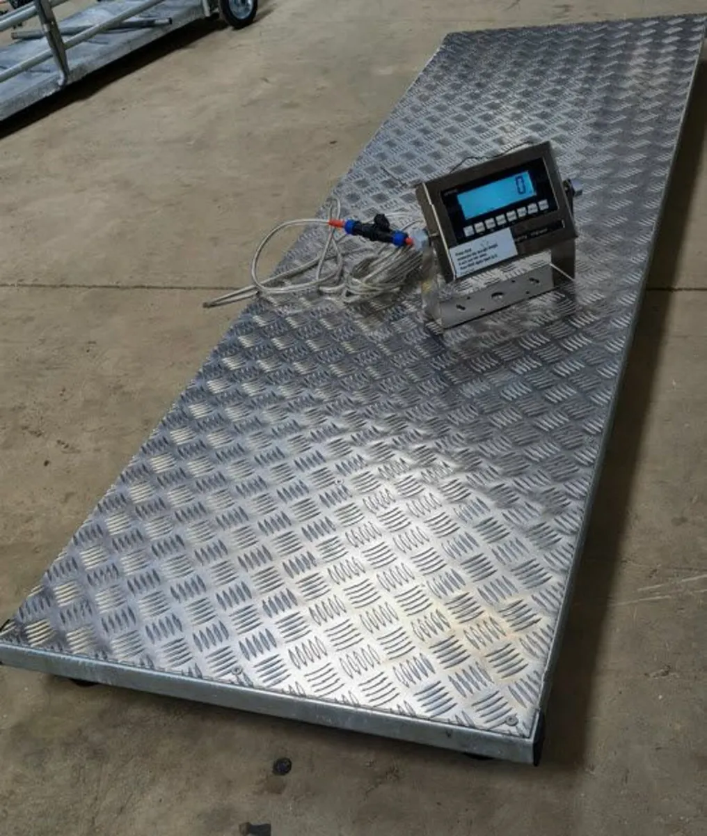 Cattle Weighing crush, scales - Image 4