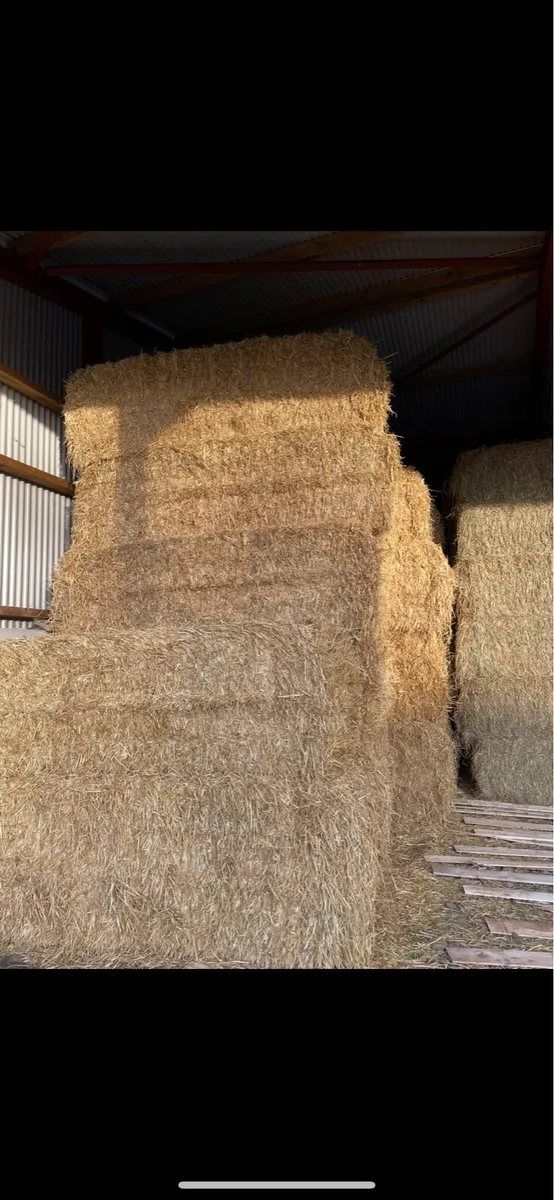 English Barley Straw - Image 1