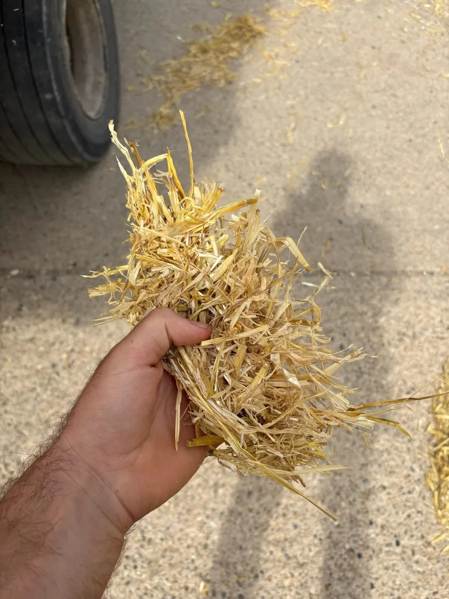 English Barley Straw - Image 3