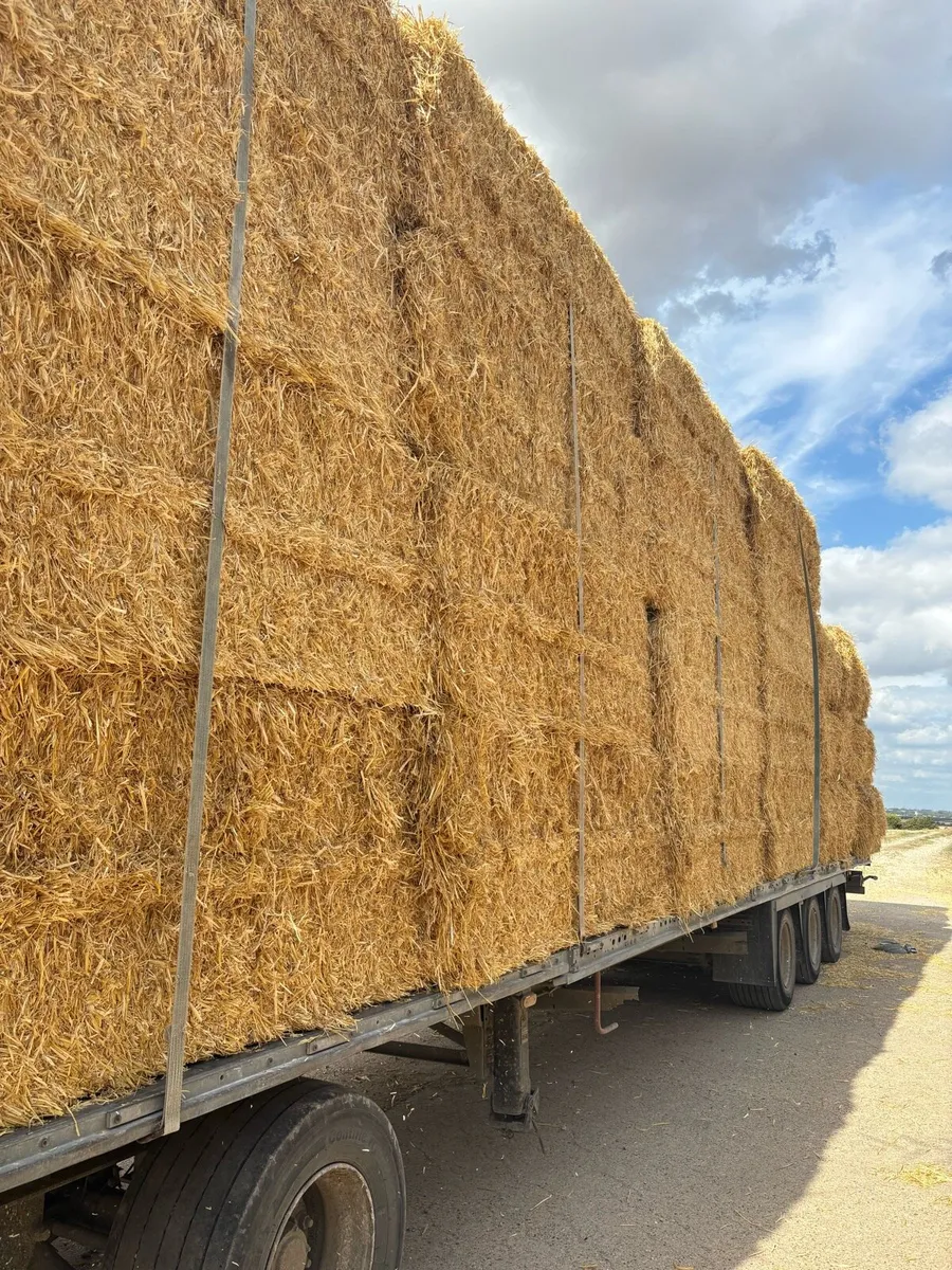 English Barley Straw - Image 4