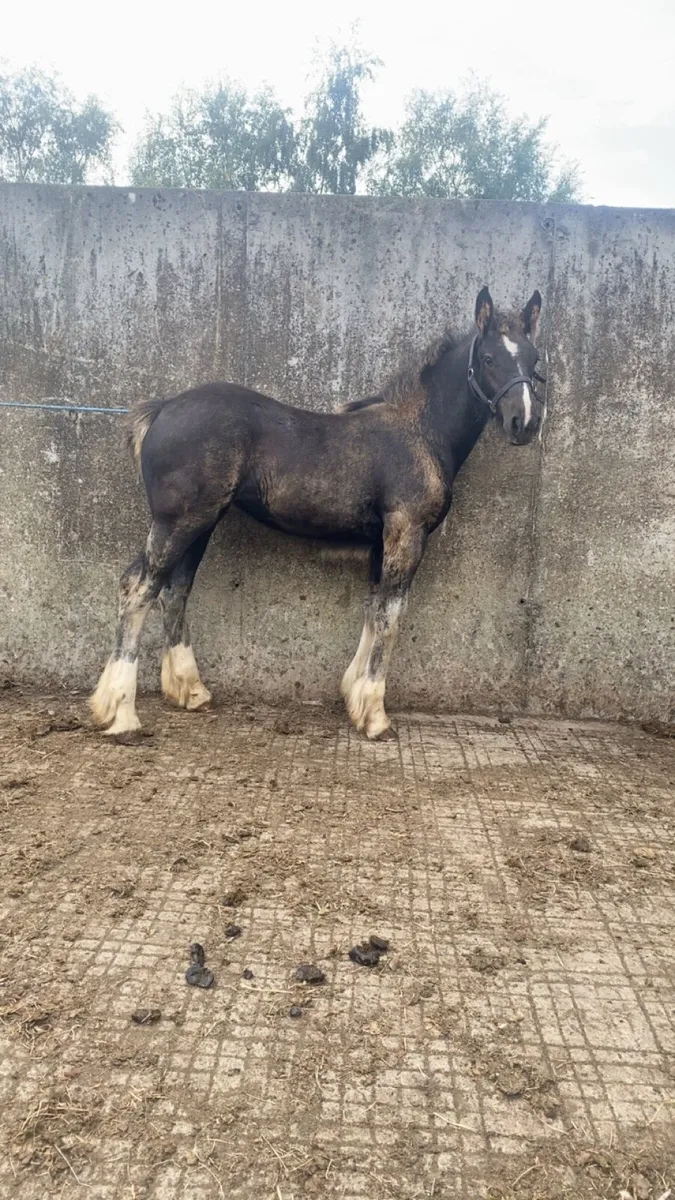 Filly foal - Image 1