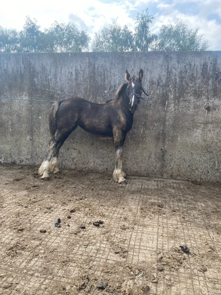Filly foal - Image 2