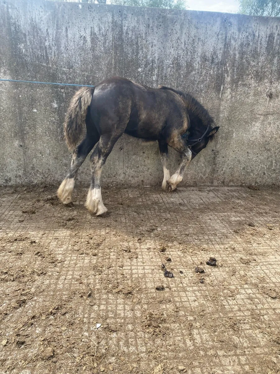 Filly foal - Image 3
