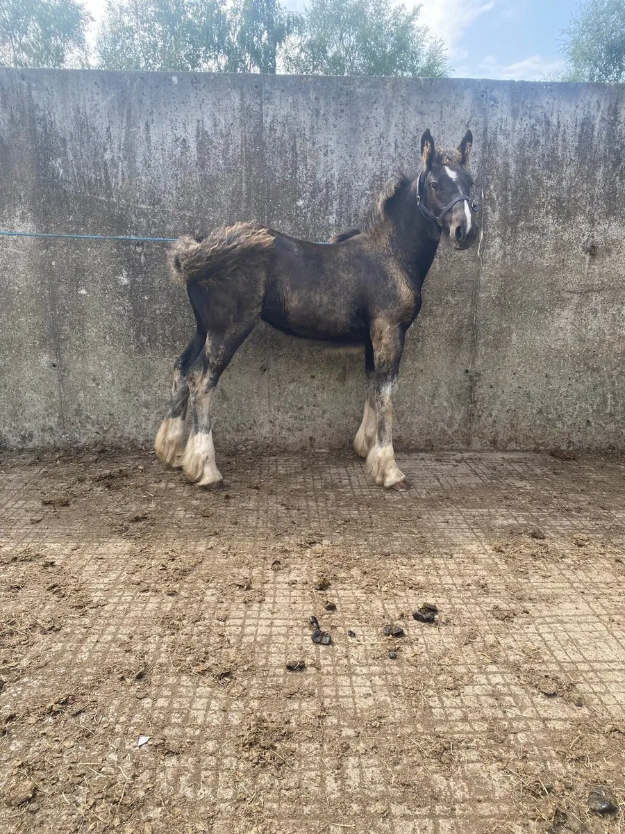 Filly foal - Image 4