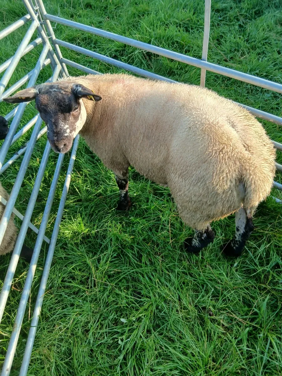 Suftex ram lamb - Image 1
