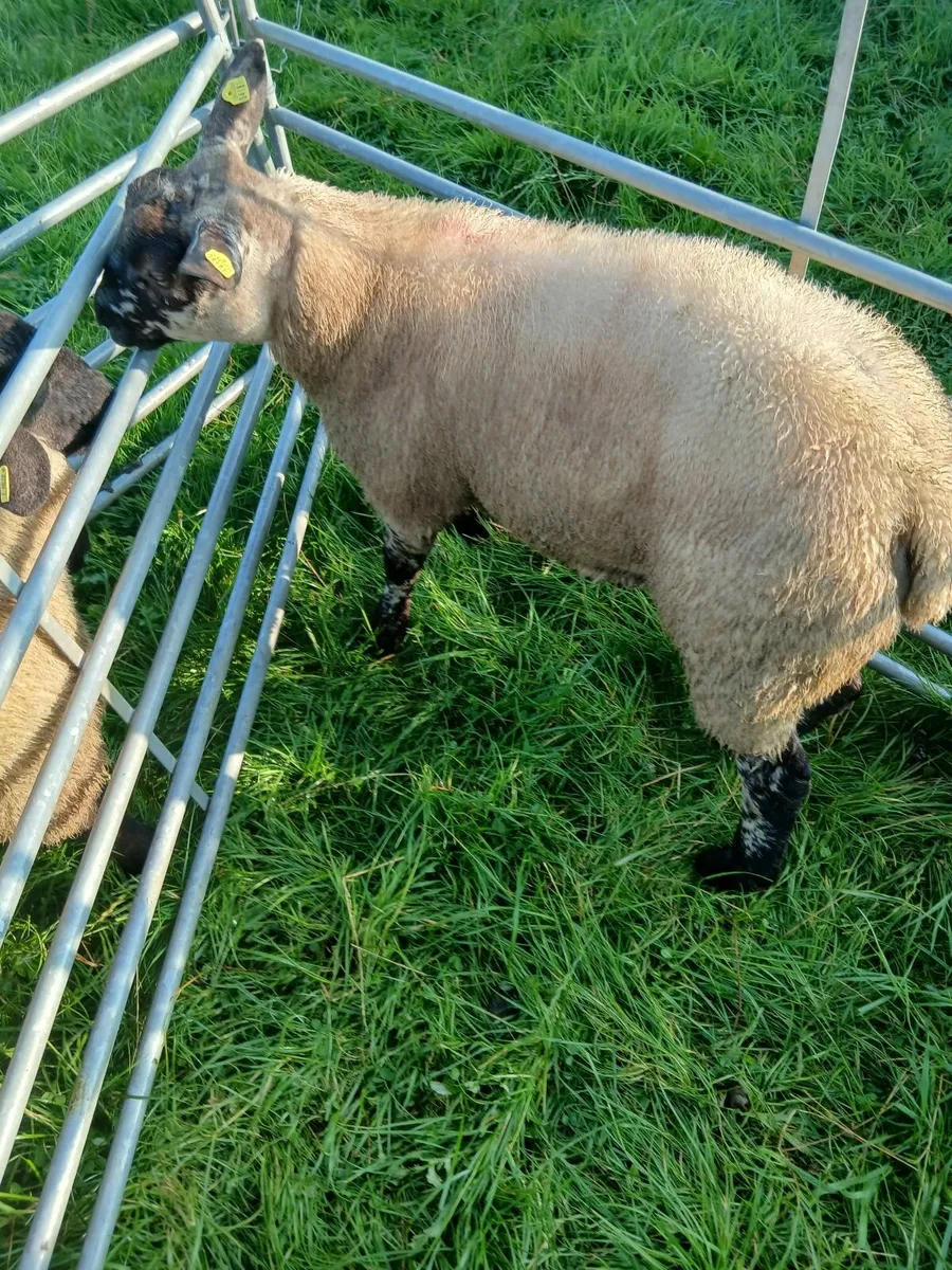 Suftex ram lamb - Image 2