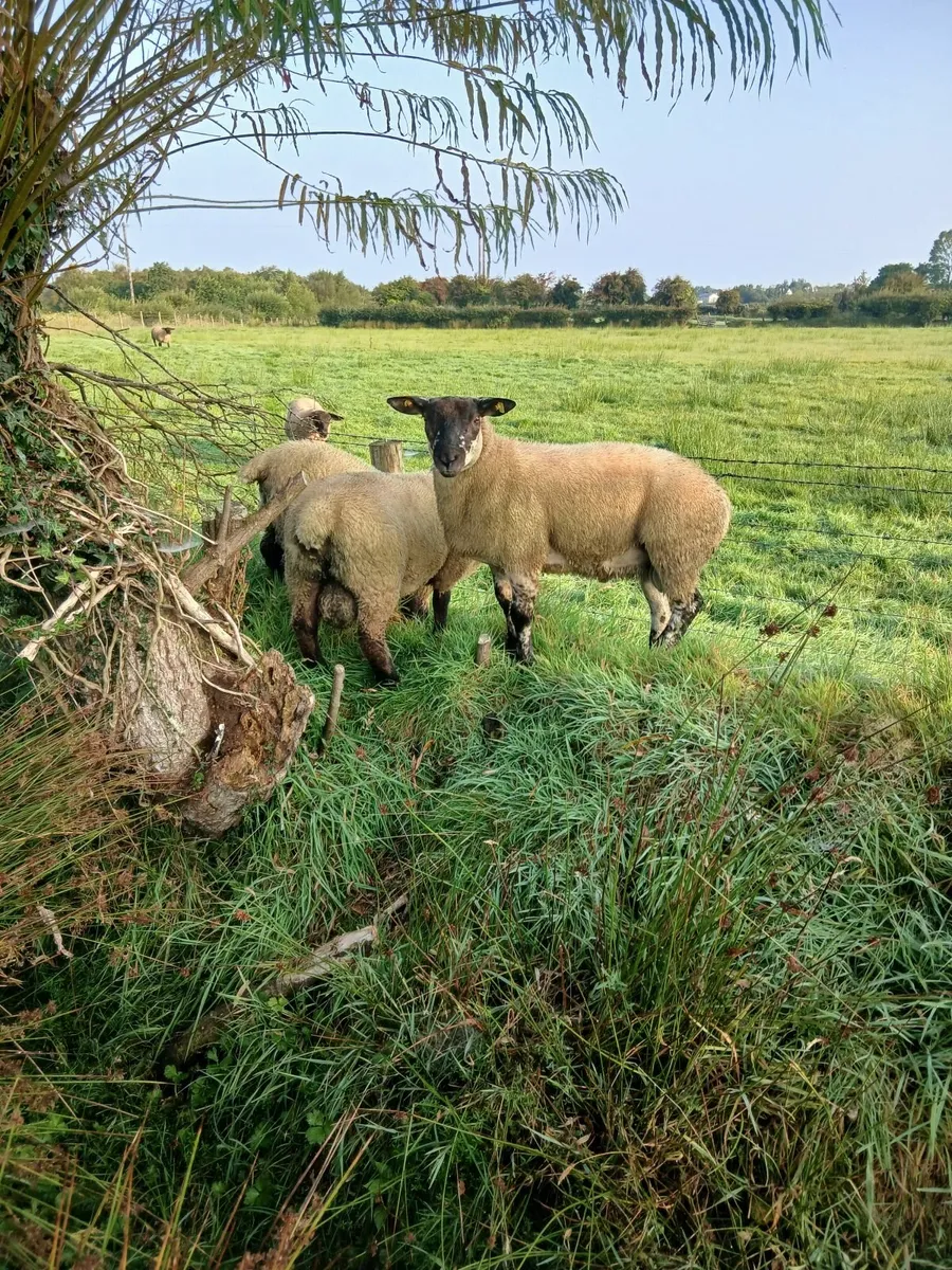 Suftex ram lamb - Image 3
