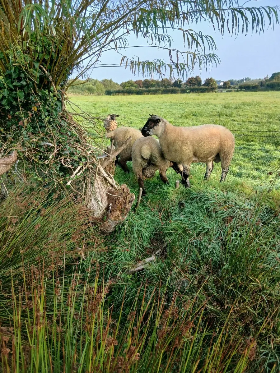 Suftex ram lamb - Image 4
