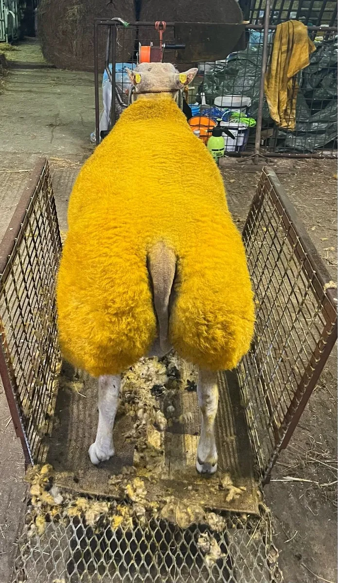 🔥🔥serious roubex ram lamb for sale - Image 2