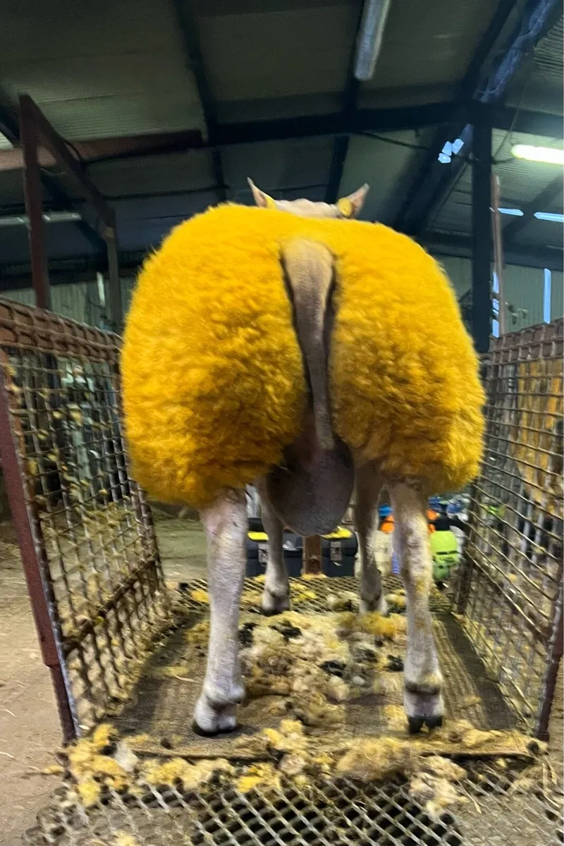 🔥🔥serious roubex ram lamb for sale - Image 3