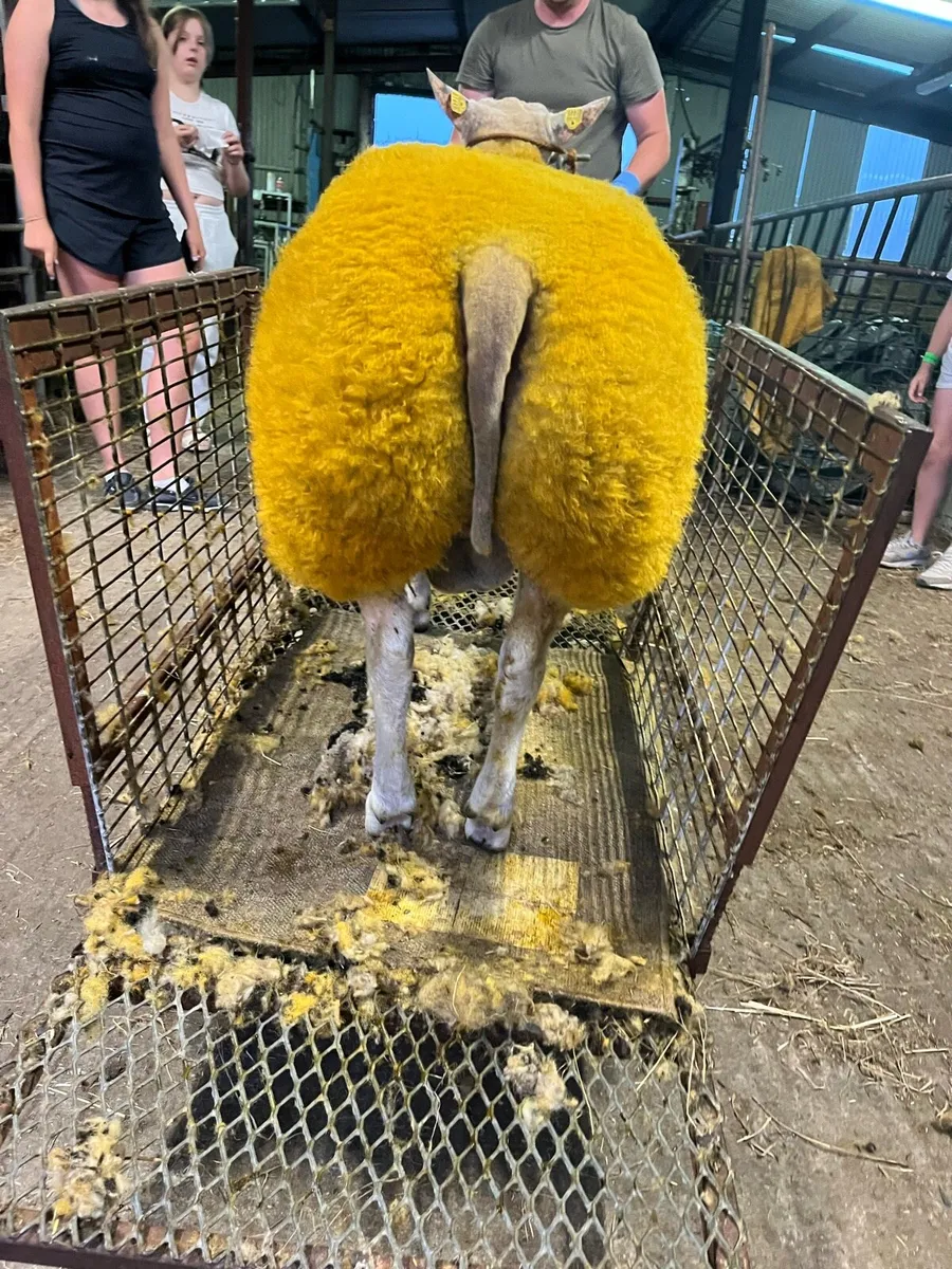 🔥🔥serious roubex ram lamb for sale - Image 4
