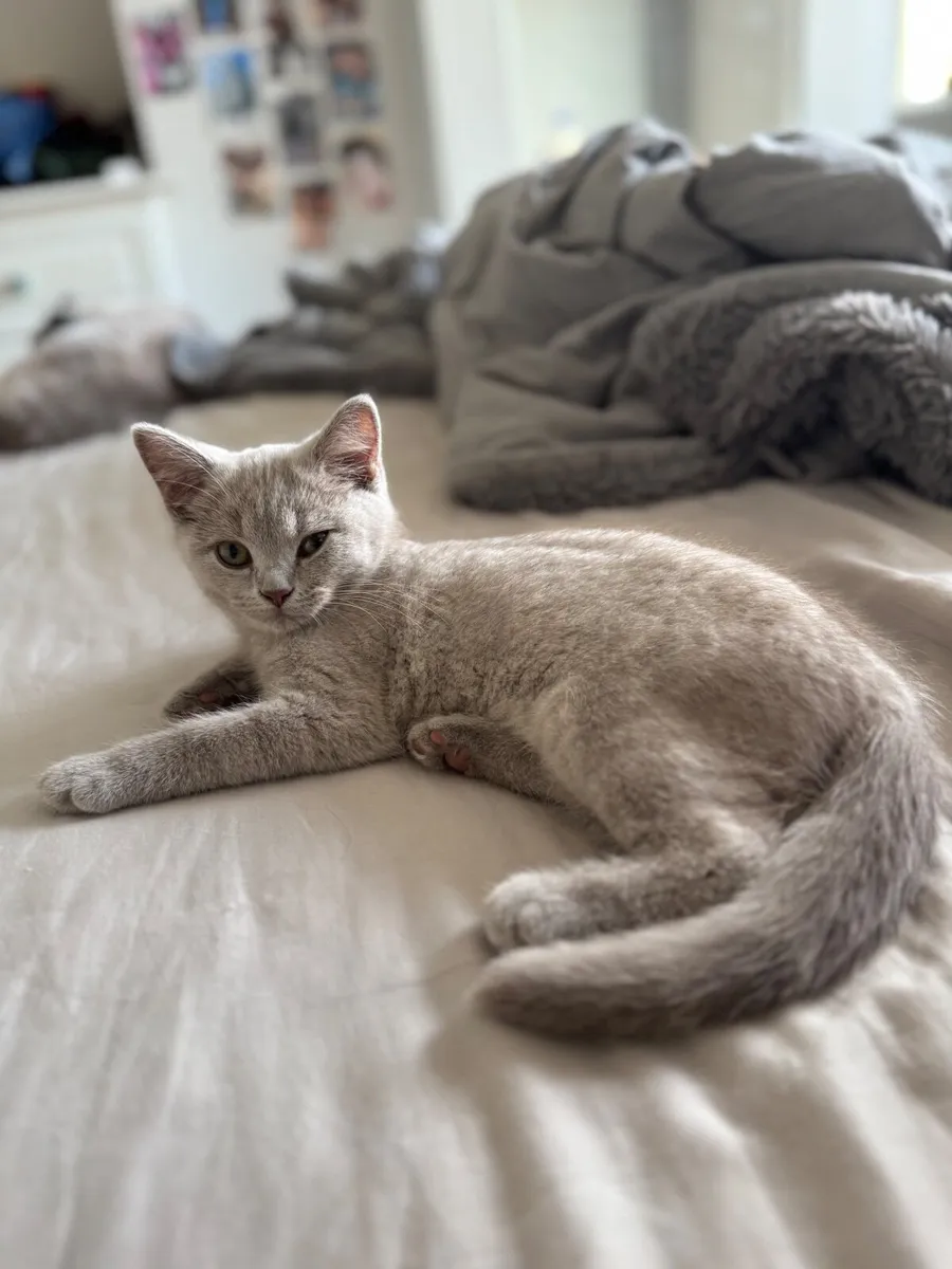 British shorthair kittens - Image 2