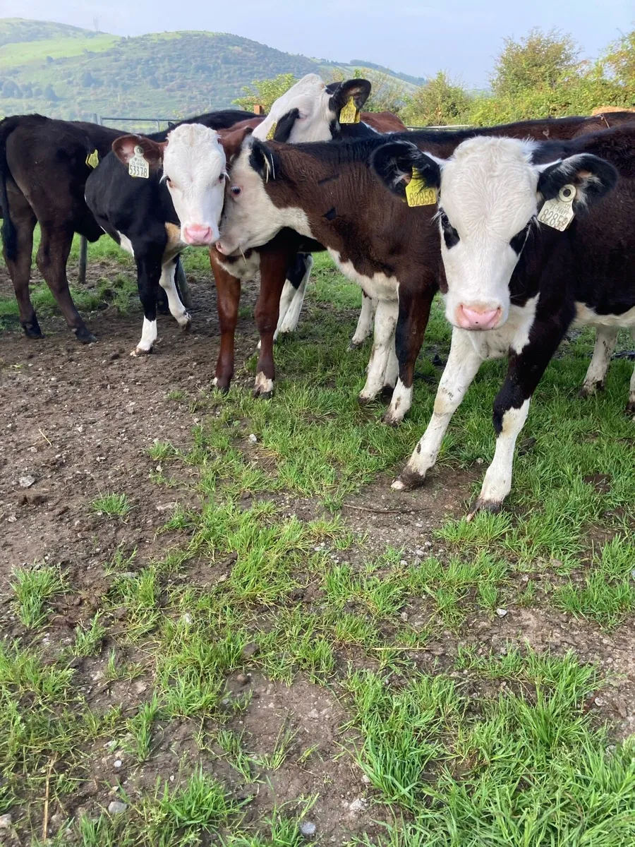 SUPER QUALITY HEX HEIFER WEANLINGS - Image 4
