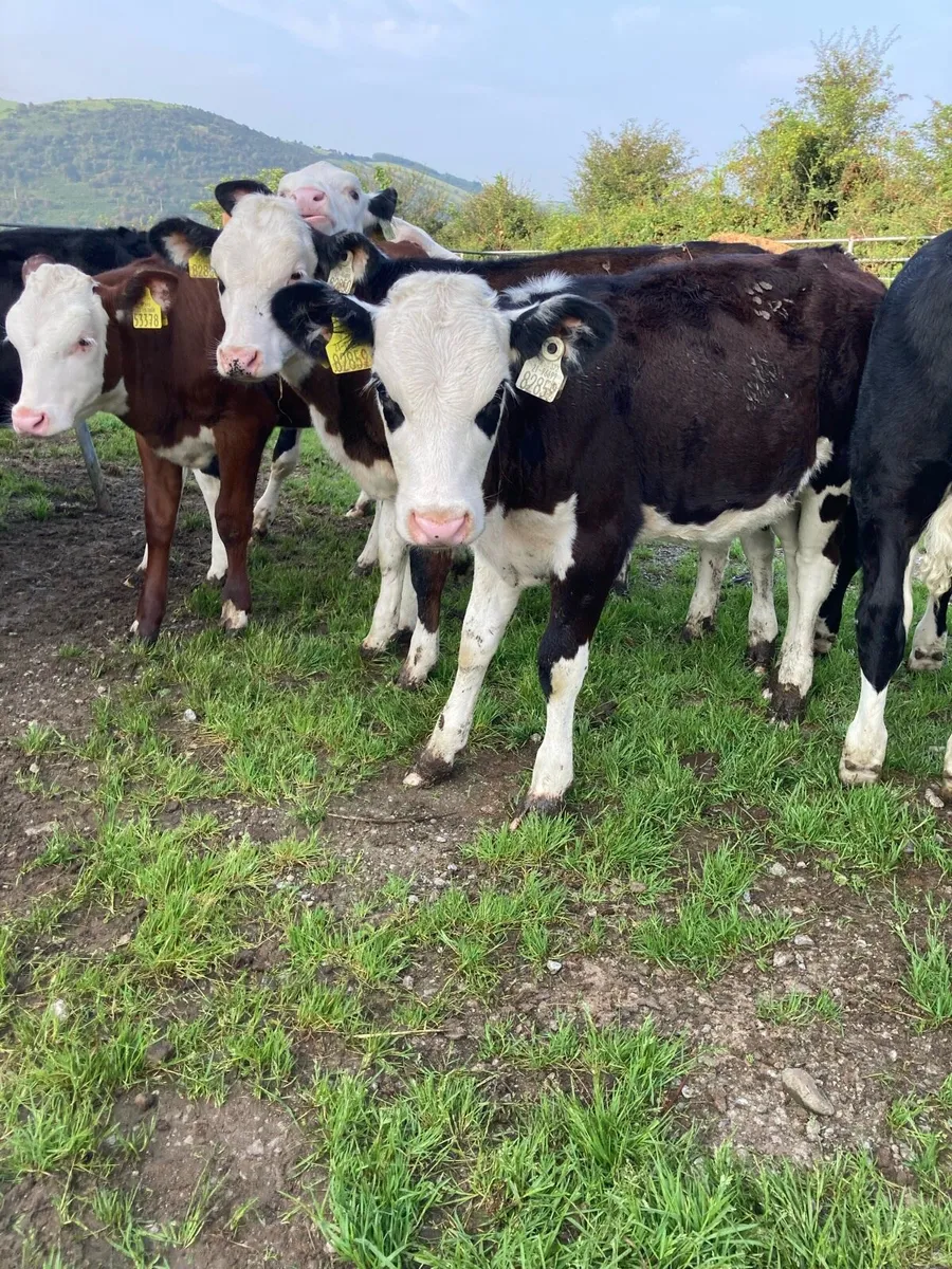 SUPER QUALITY HEX HEIFER WEANLINGS - Image 3