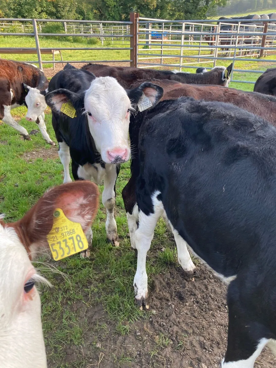SUPER QUALITY HEX HEIFER WEANLINGS - Image 2