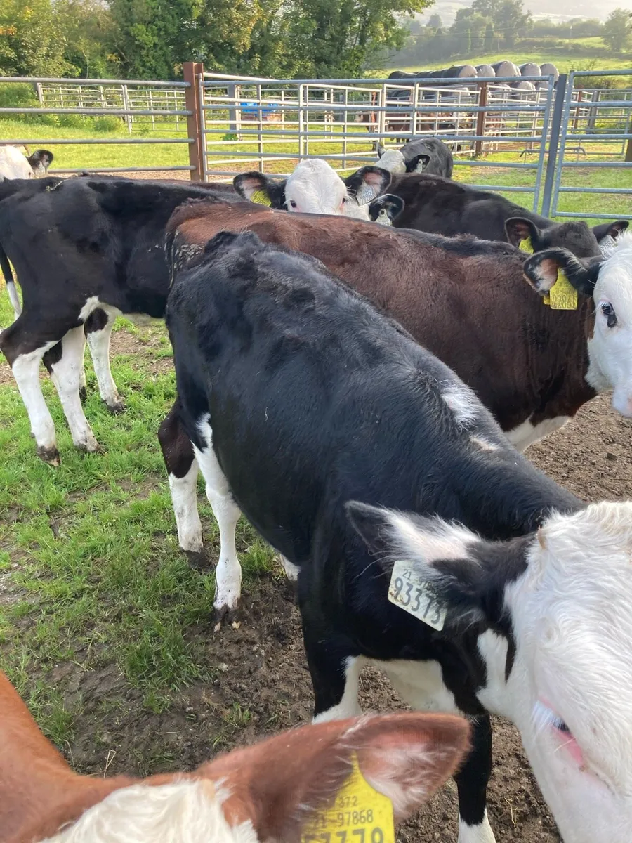 SUPER QUALITY HEX HEIFER WEANLINGS - Image 1